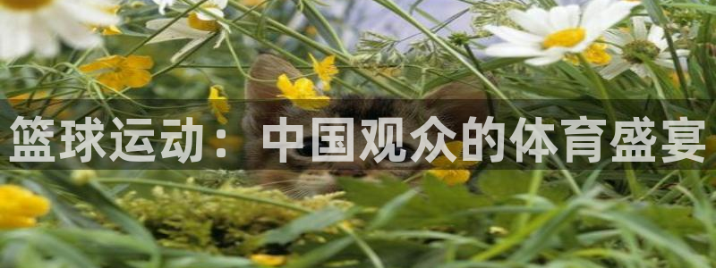 玩球直播官网下载：篮球运动：中国观众的体育盛宴